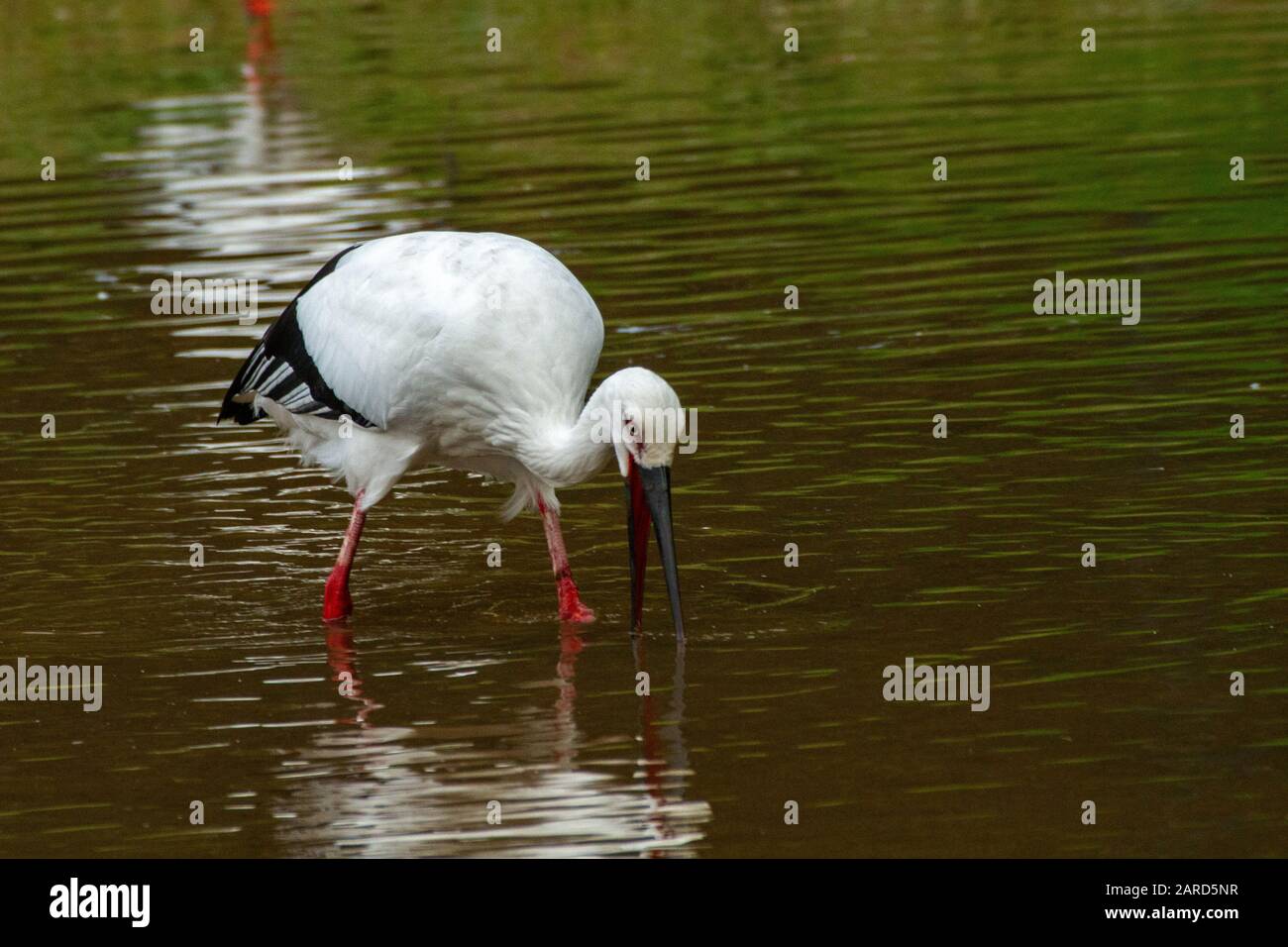 Hyogo Park of the Oriental White Stork reintroduction (Konotori) in Toyooka Stock Photo