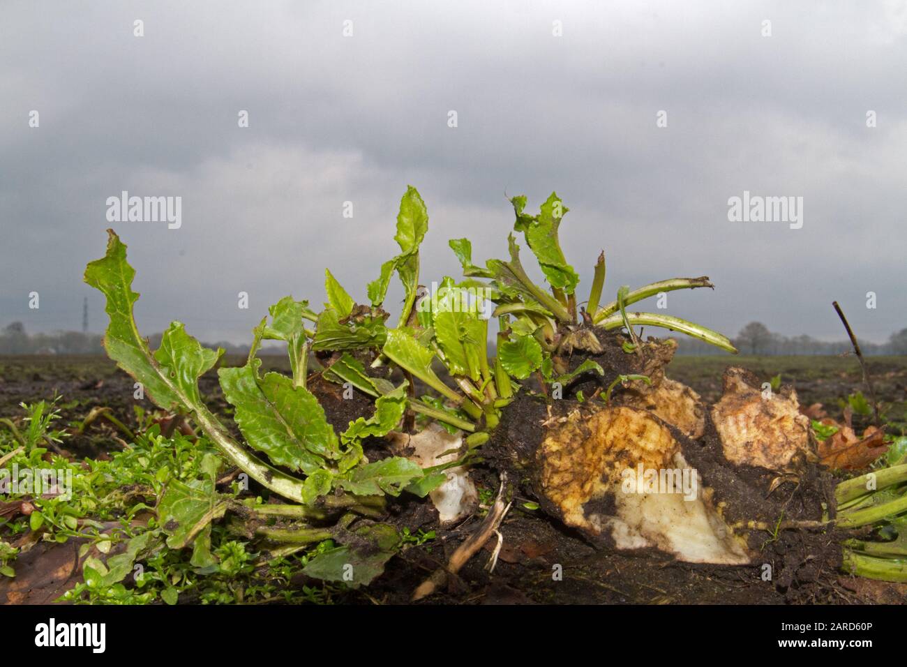 Small sugarbeets on a field, gnawed by mice or rabbits Stock Photo
