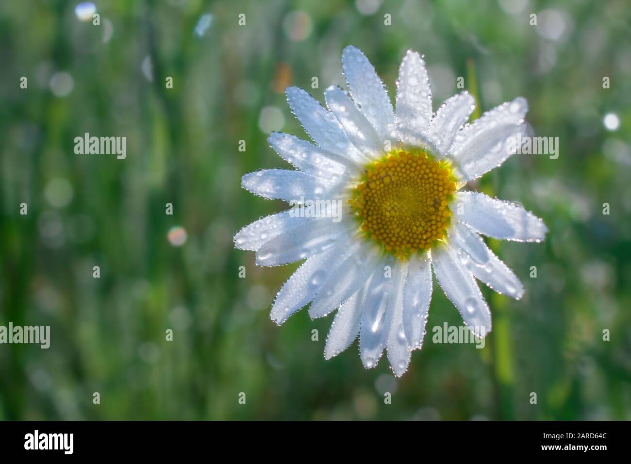 Oxeye daisy in morning dew with green background Stock Photo - Alamy