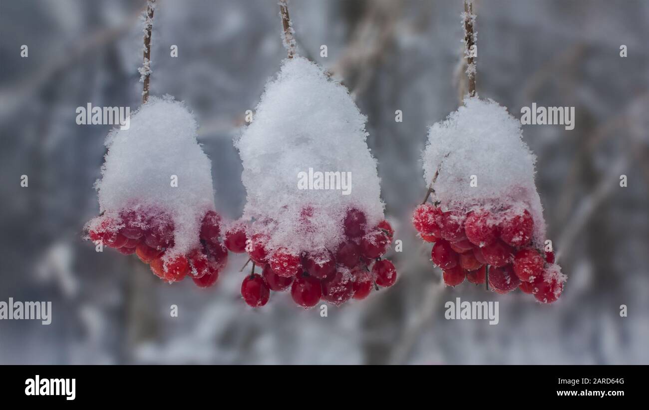 Three Cranberry bush fruits clusters under snow Stock Photo