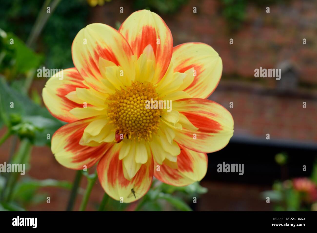 Dahlia. Name Pooh. Close up of a single yellow flower with patchy red stipes on petals. Stock Photo