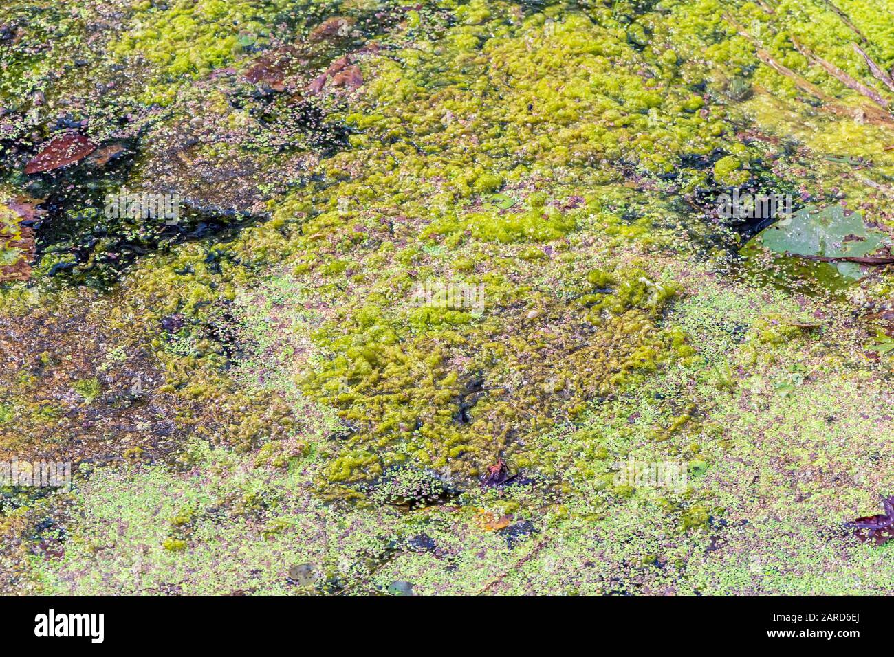 Duckweed plants on the water surface Stock Photo