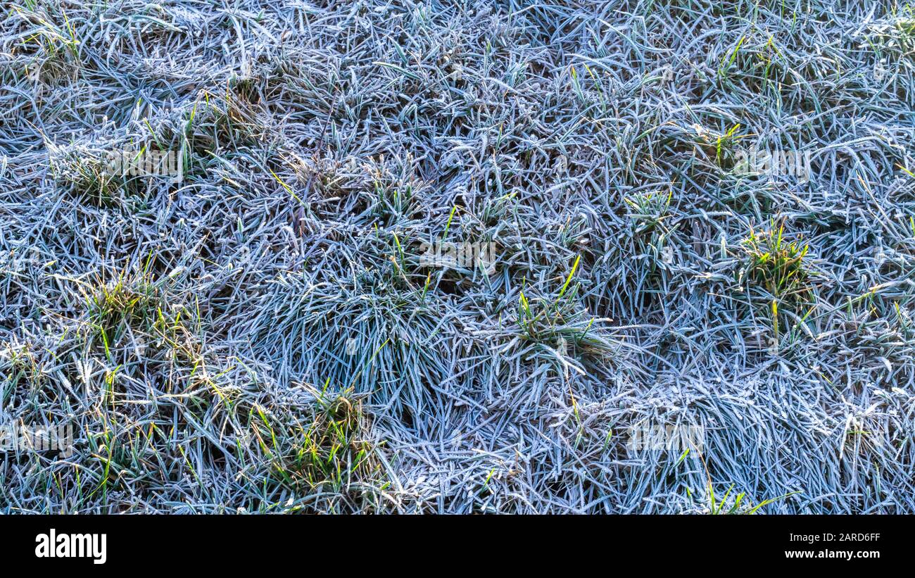 Winter nature background with frost grass Stock Photo - Alamy