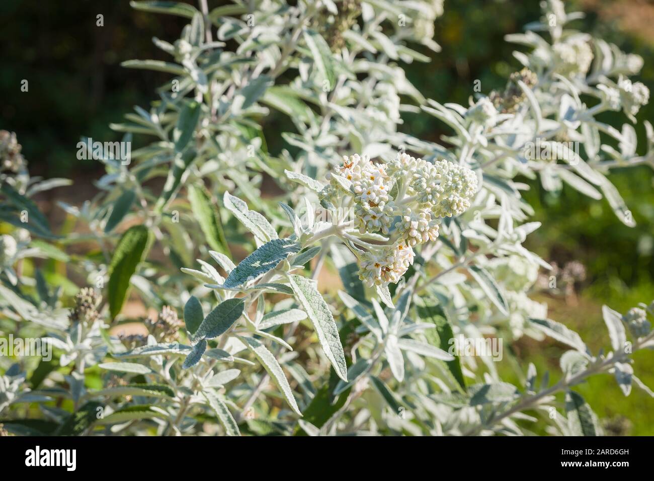 Striking silver grey leaves of Buddleja Silver Anniversary flowering in October in an English garden Stock Photo