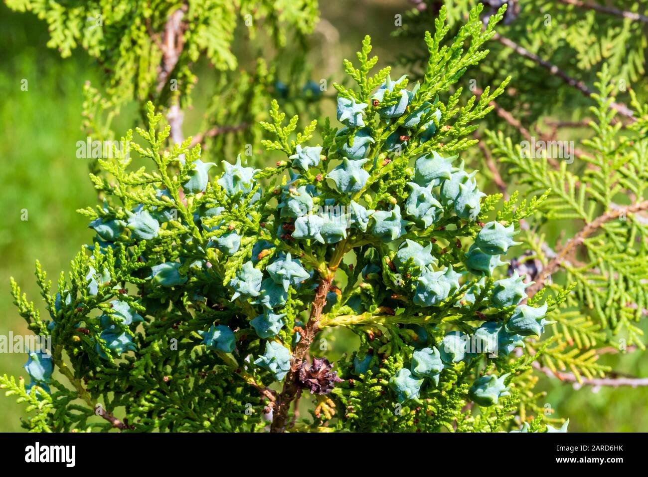 Thuja branch with blue cones closeup Stock Photo - Alamy