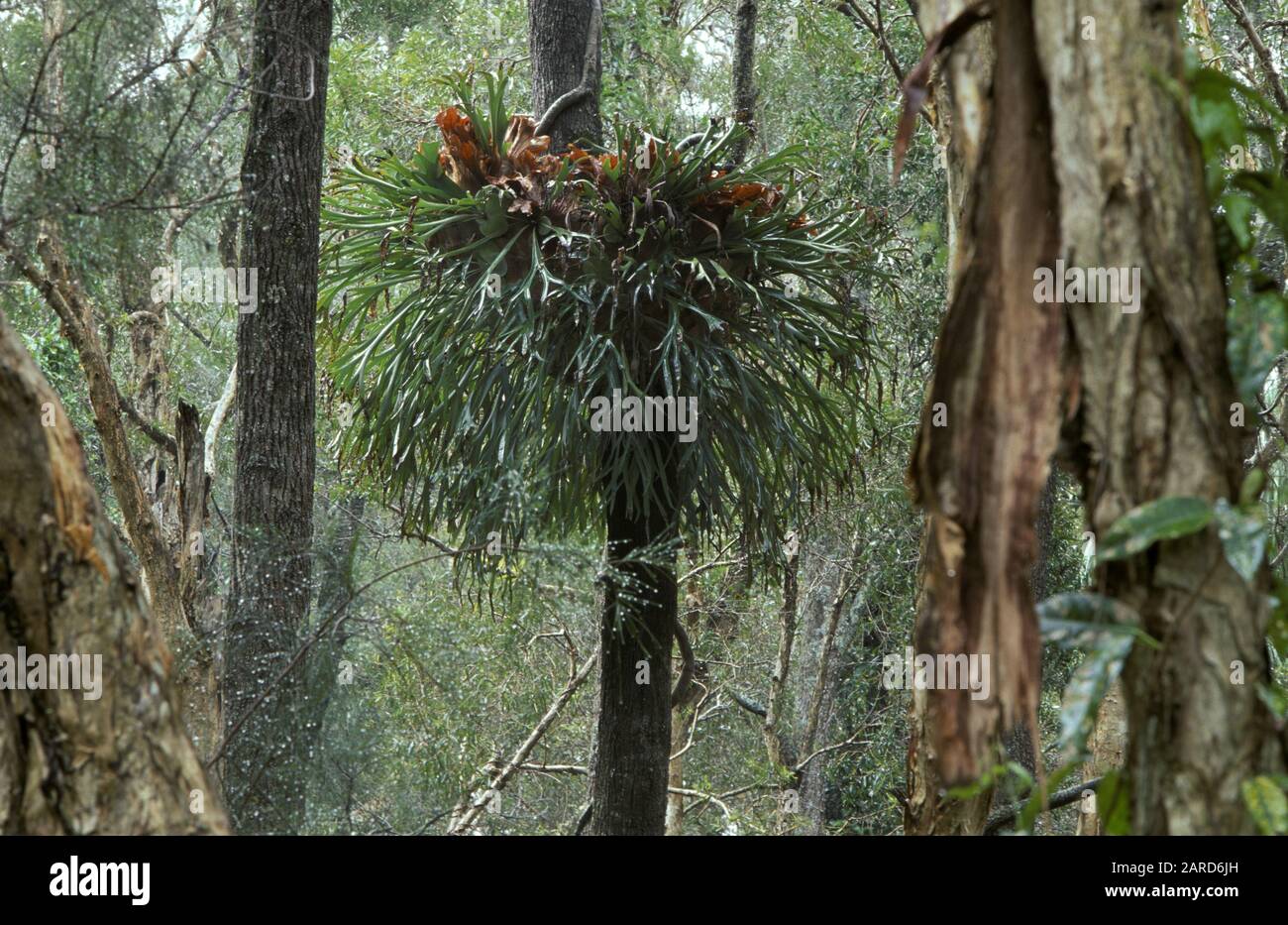 ELKHORN FERN (PLATYCERIUM BIFURCATUM) GROWING ON A TREE, KURANDA, QUEENSLAND, AUSTRALIA. IT IS A BRACKET EPIPHYTE OCCURING IN AND AROUND RAINFORESTS. Stock Photo