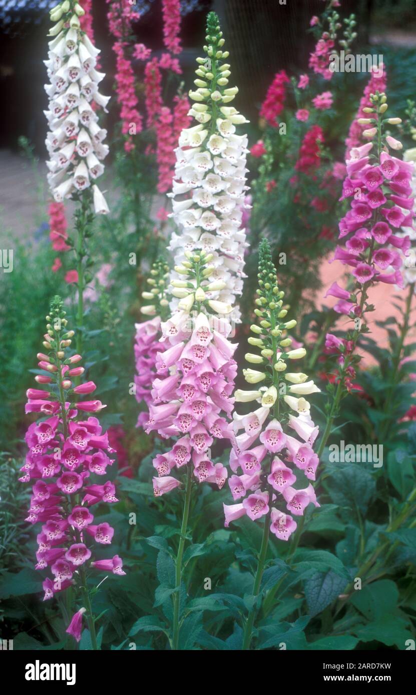 (DIGITALIS PURPUREA) ANNUAL PINK AND WHITE FOXGLOVE FLOWERS IN BLOOM ...