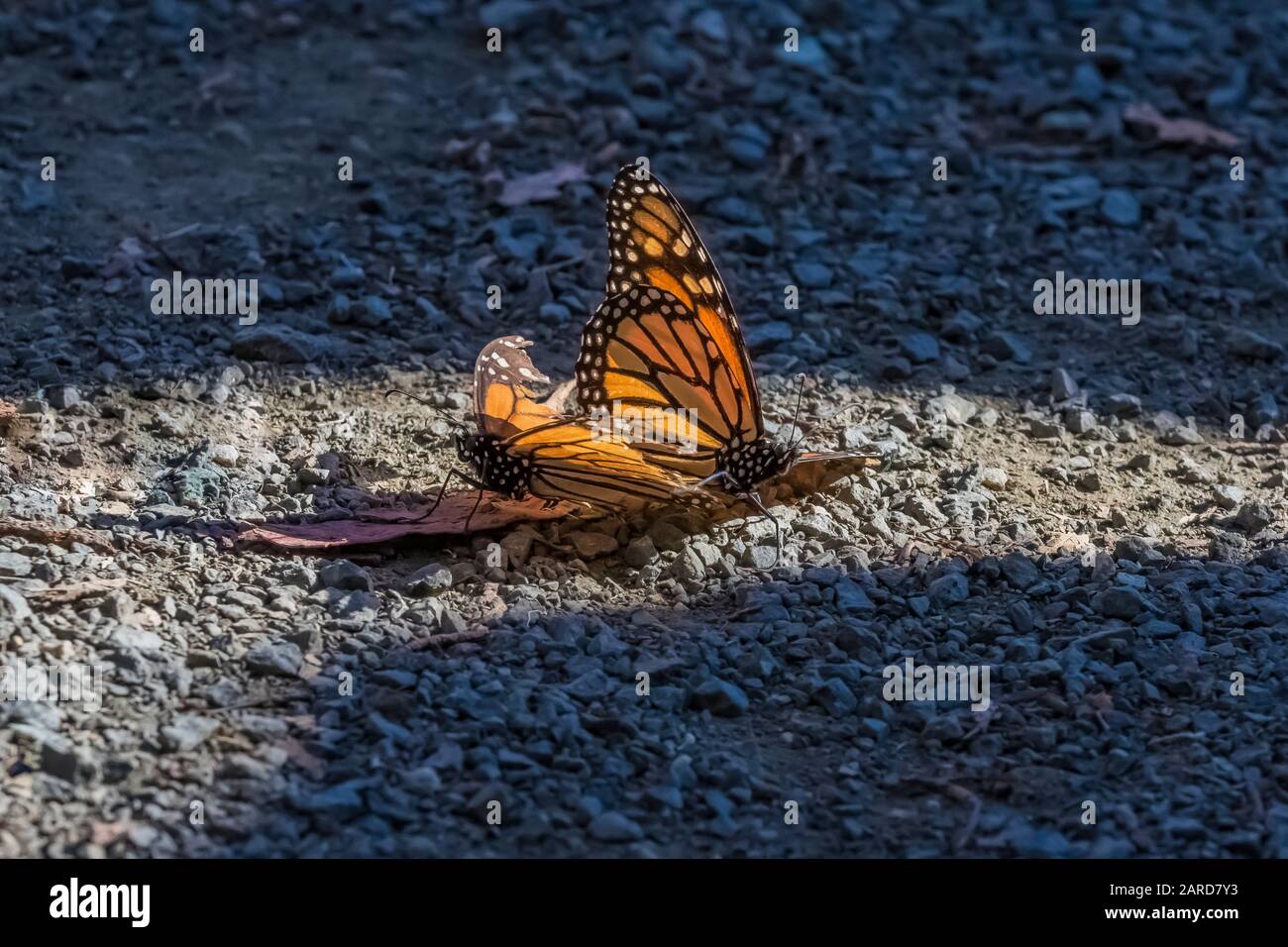 Pair of Monarch Butterflies, Danaus plexippus, engaging in courtship at the Pismo Beach Monarch Butterfly Grove, later, the male picked up and flew aw Stock Photo