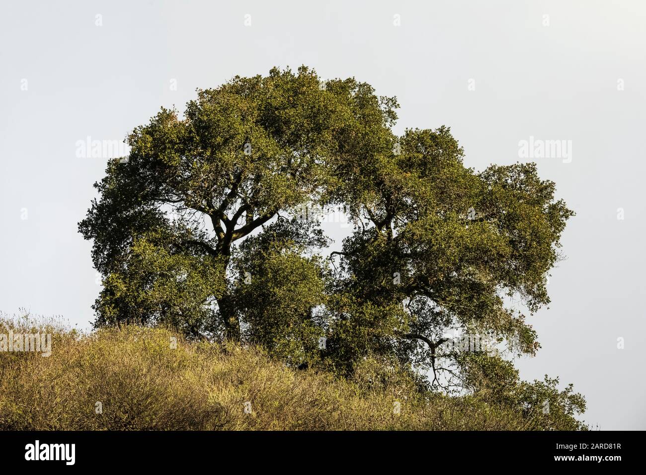 Coast Live Oak, Quercus agrifolia, aka California Live Oak, in Cerro