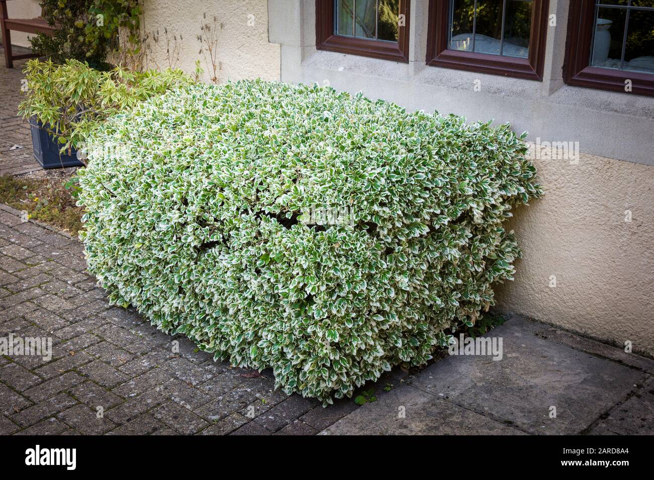 A neatly shaped and trimmed euonymus fortunei specimen hedge in the front of a Cotswold property UK Stock Photo