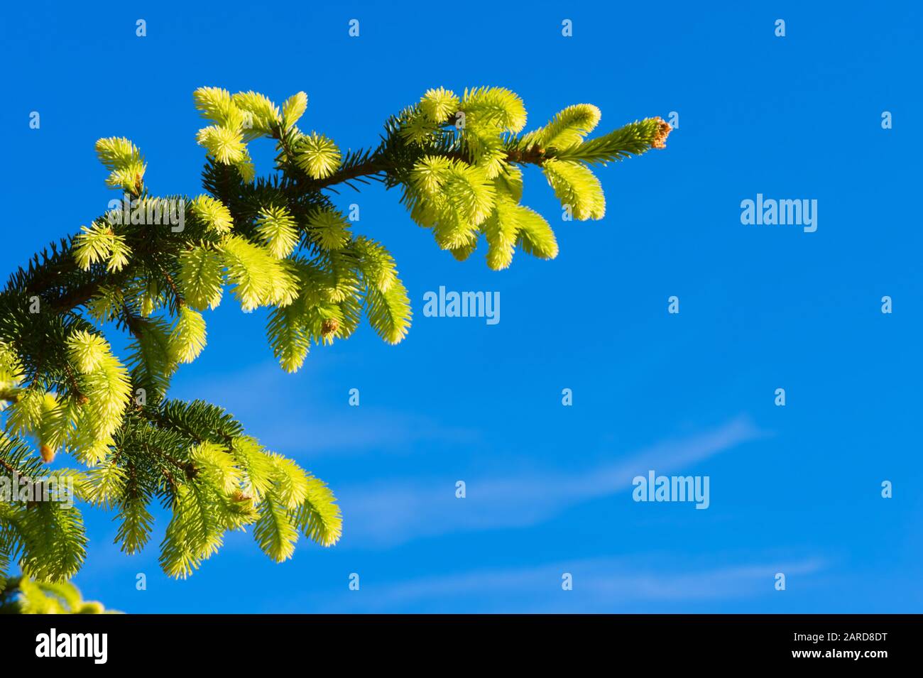 Spruce (Picea abies f. aurea) branches and new growth against blue sky. Selective focus. Stock Photo