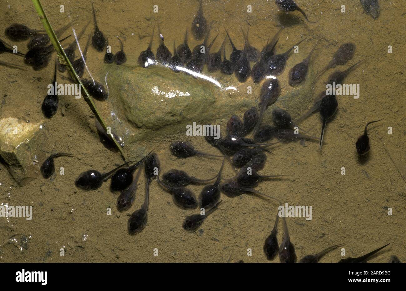 Tadpoles (also called a pollywogs) are the larval stage in the life cycle of an amphibian, particularly that of a frog or toad. Stock Photo