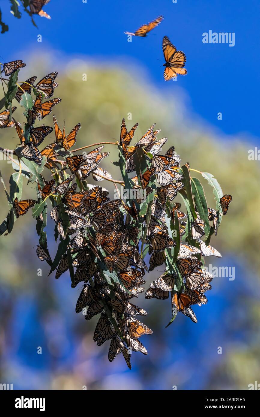 Monarch Butterflies, Danaus plexippus, wintering in a dense concentration at the Pismo Beach Monarch Butterfly Grove, Pismo Beach, California, USA Stock Photo