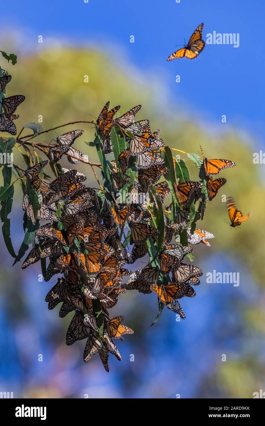 Monarch Butterflies, Danaus plexippus, wintering in a dense concentration at the Pismo Beach Monarch Butterfly Grove, Pismo Beach, California, USA Stock Photo