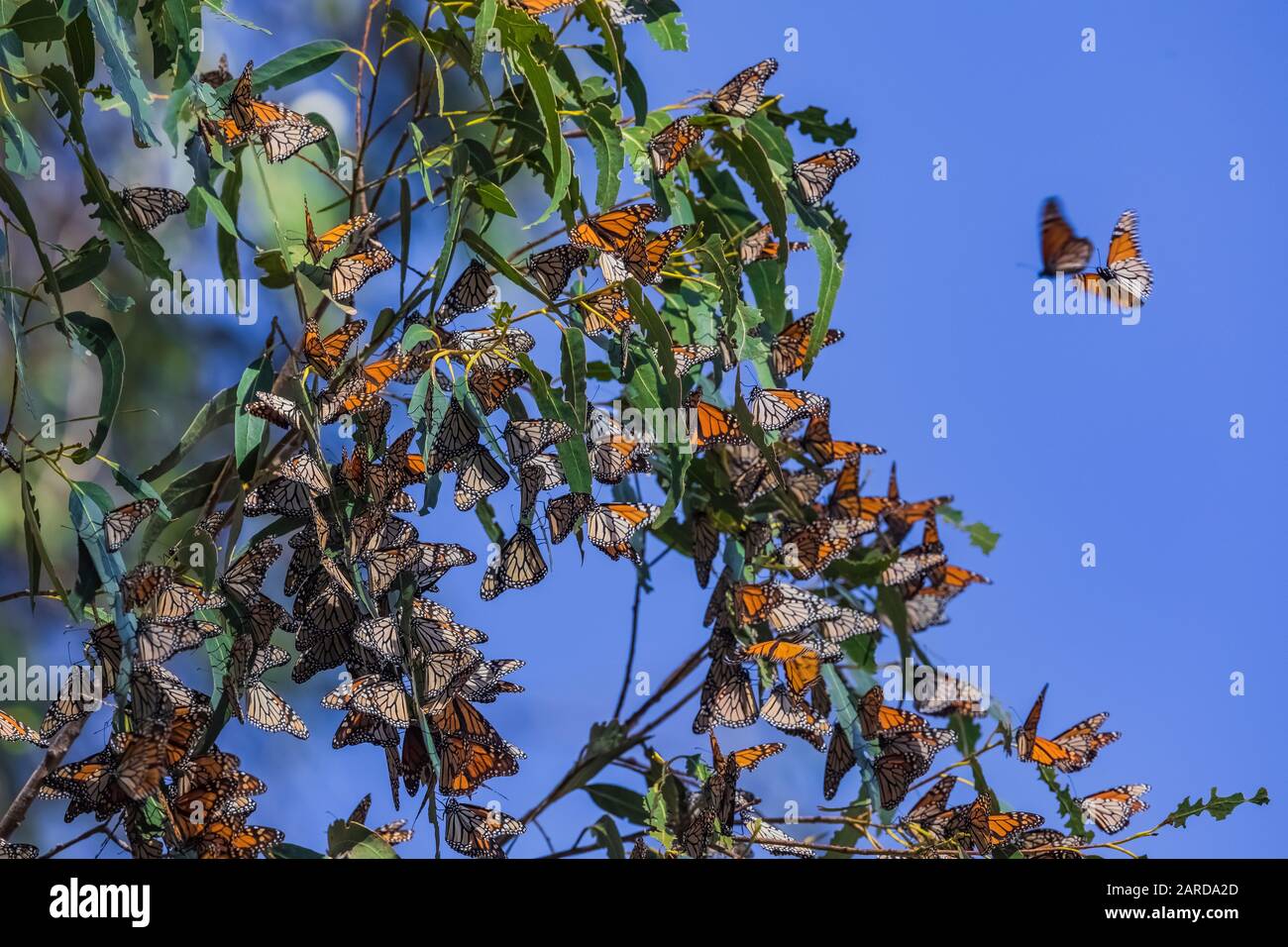 Monarch Butterflies, Danaus plexippus, wintering in a dense