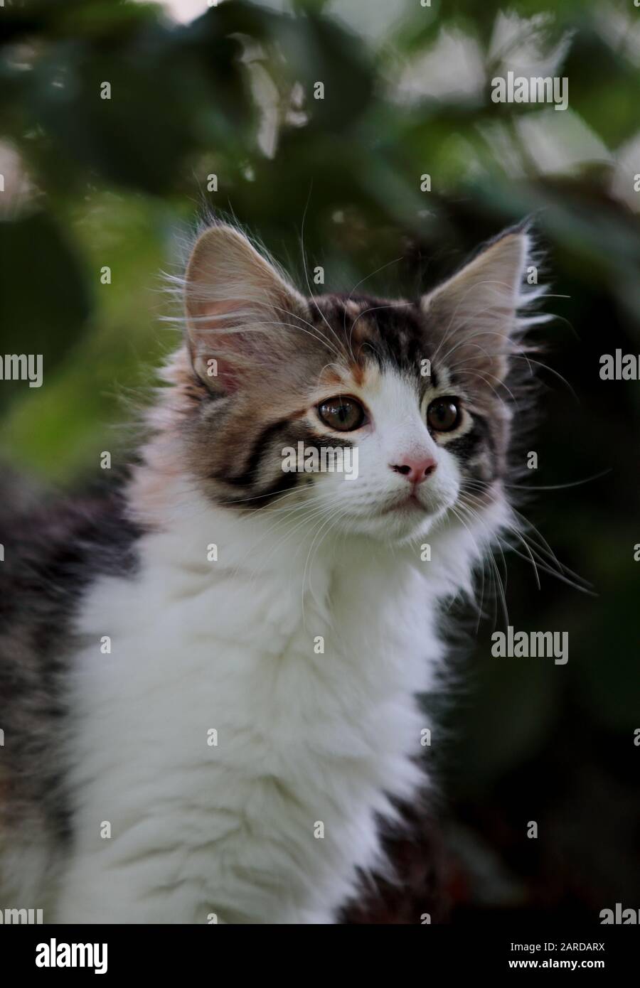 A portrait of a four months old norwegian forest cat female kitten Stock Photo