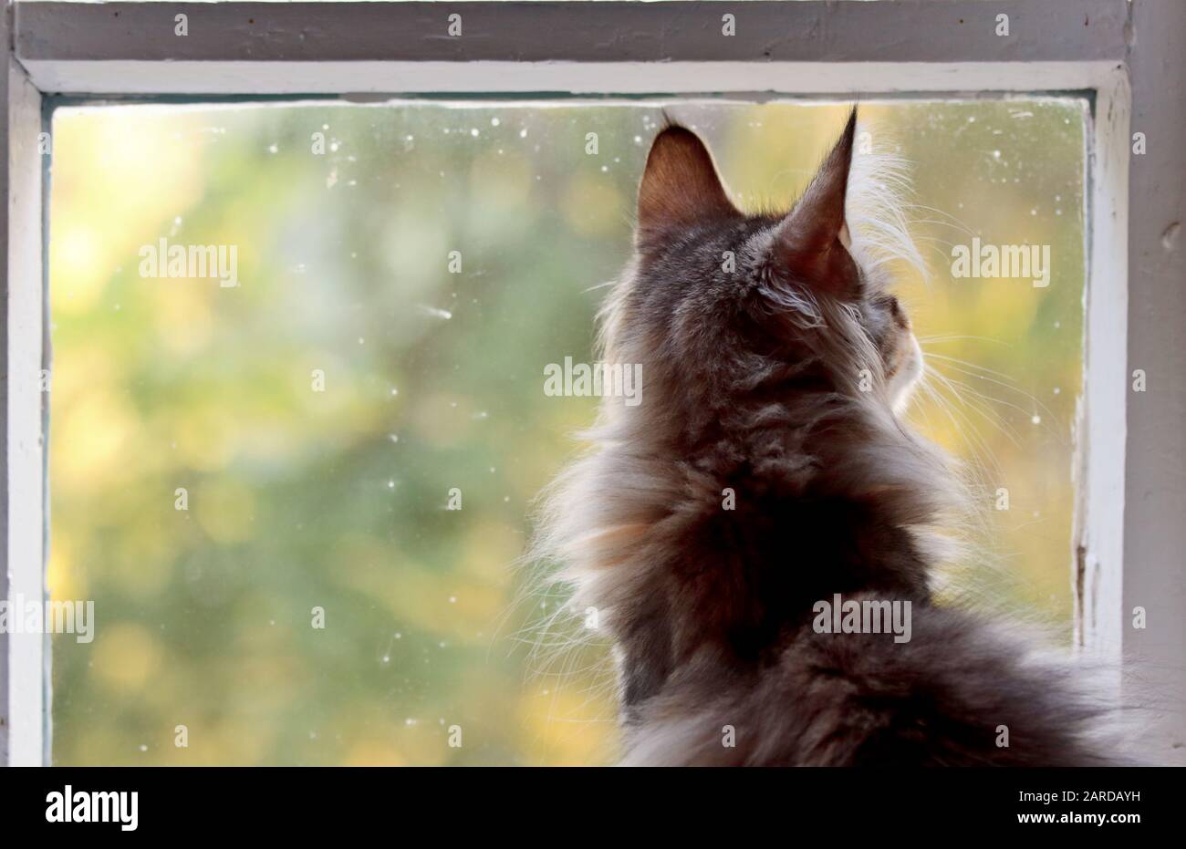 A small norwegian forest cat kitten sits by a dirty window in a back view looking out Stock Photo