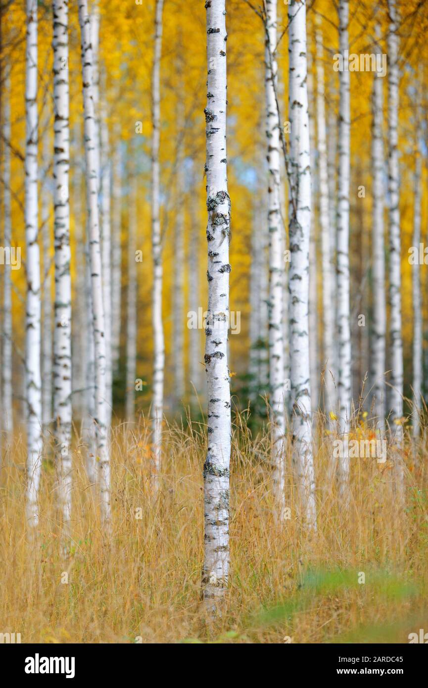 Forest birch hi-res stock photography and images - Alamy