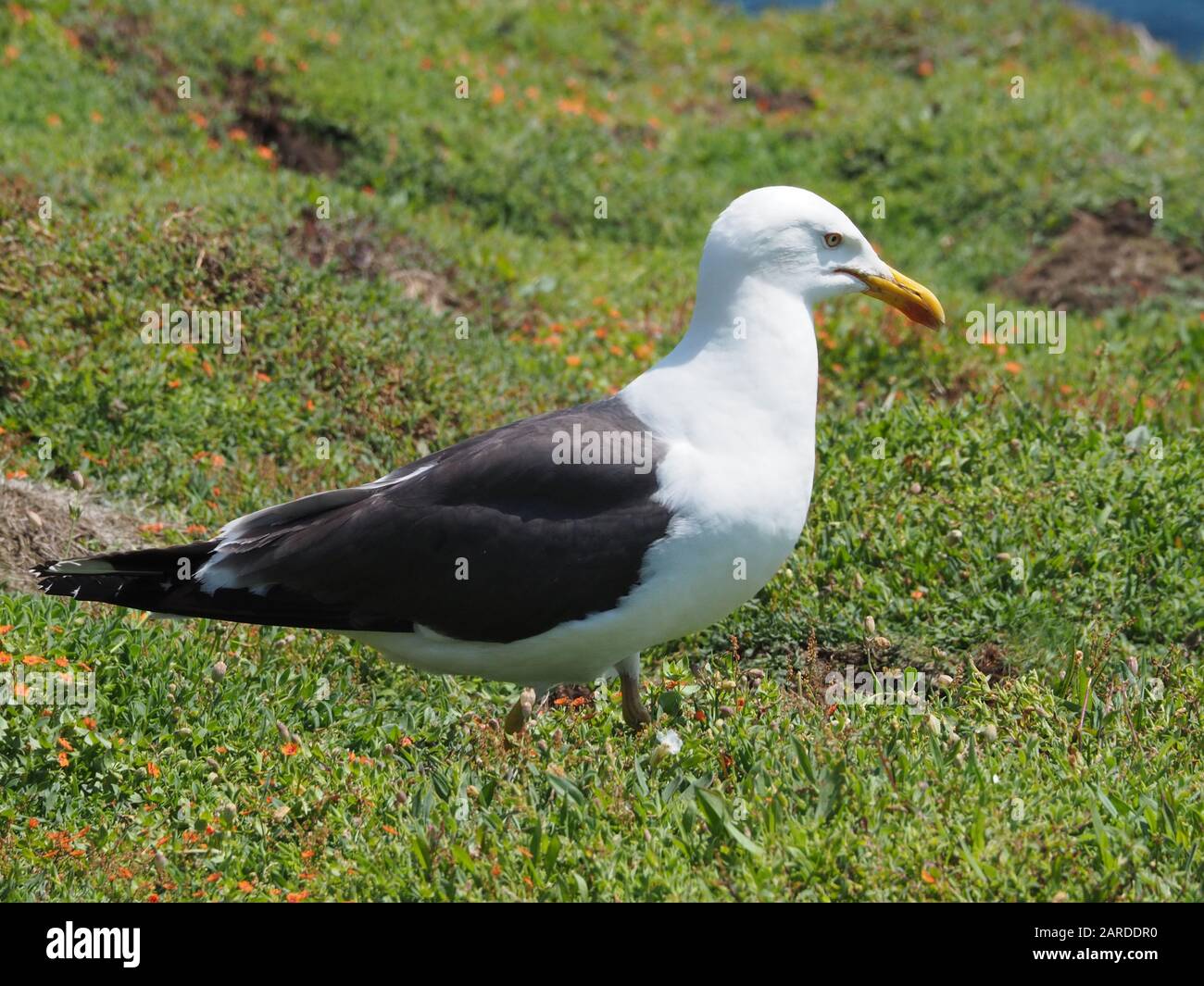 Lesser Black-backed Gull, Larus fuscus, on the island of Skomer. Stock Photo