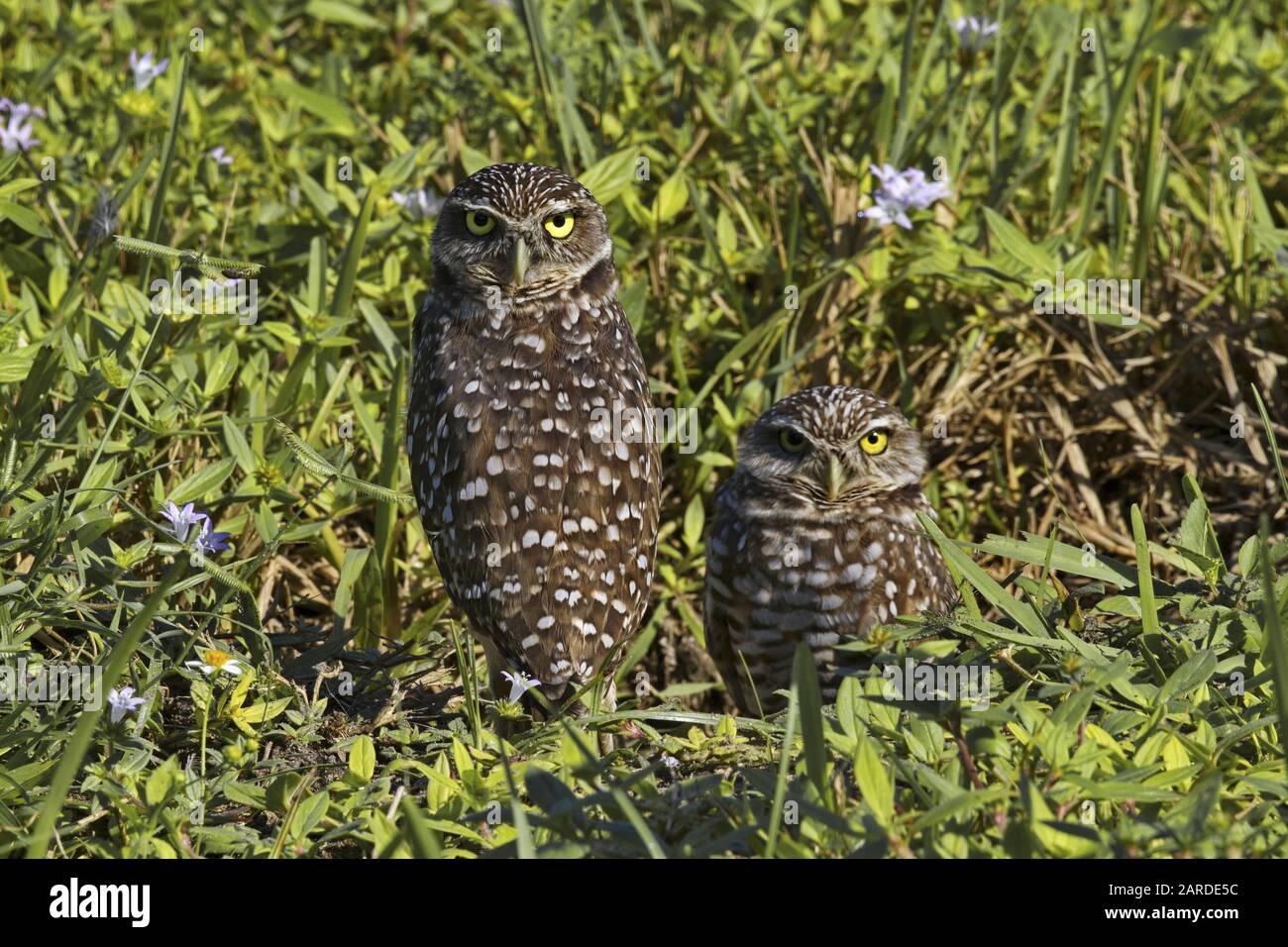 Florida burrowing owls, the official city bird, have special protection in Cape Coral, a Southwest Florida town on the Gulf of Mexico with one of the Stock Photo