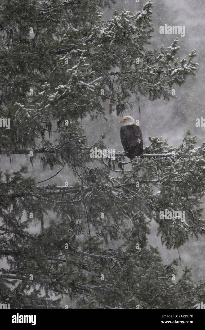 Winter scene of majestic bald eagle sitting on evergreen branch in falling snow of an Idaho morning at Coeur d'Alene. Stock Photo
