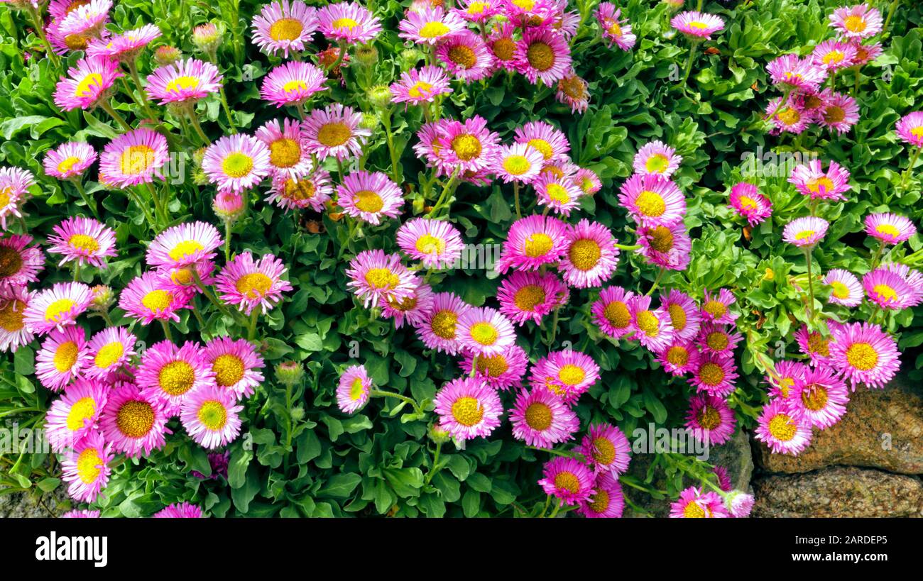 Cascade of bright pink daisy flowers on a stone wall in an English cottage garden . Stock Photo