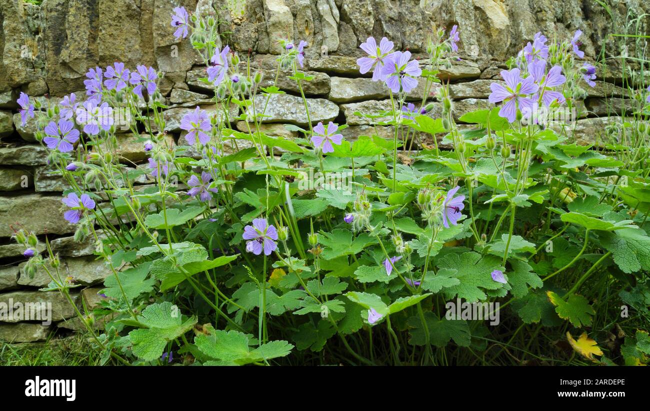 Flowering hardy geranium plant growing against stone wall in an English cottage garden . Stock Photo