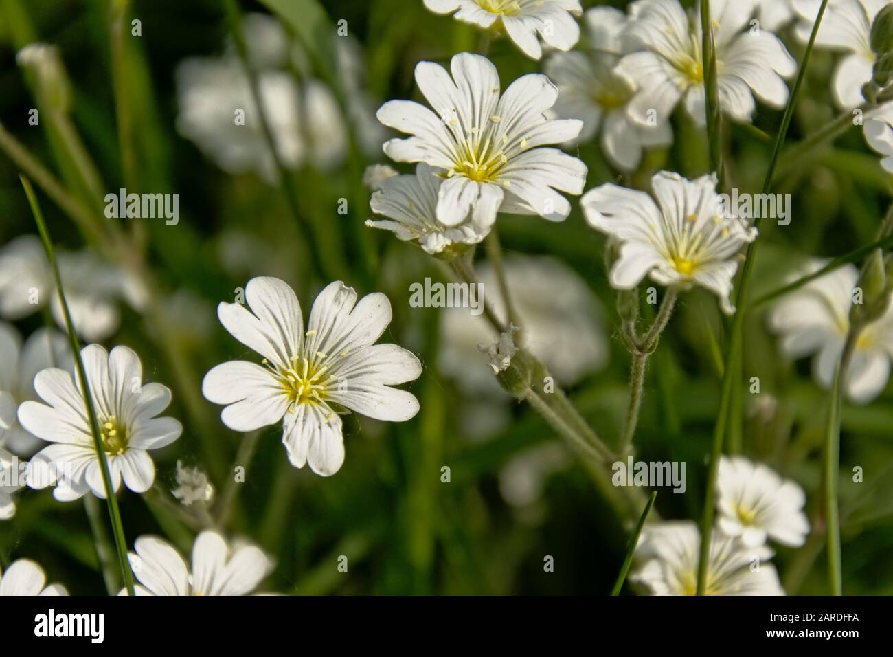 Beautiful white field chickweed flowers, selective focus - Cerastium arvense Stock Photo