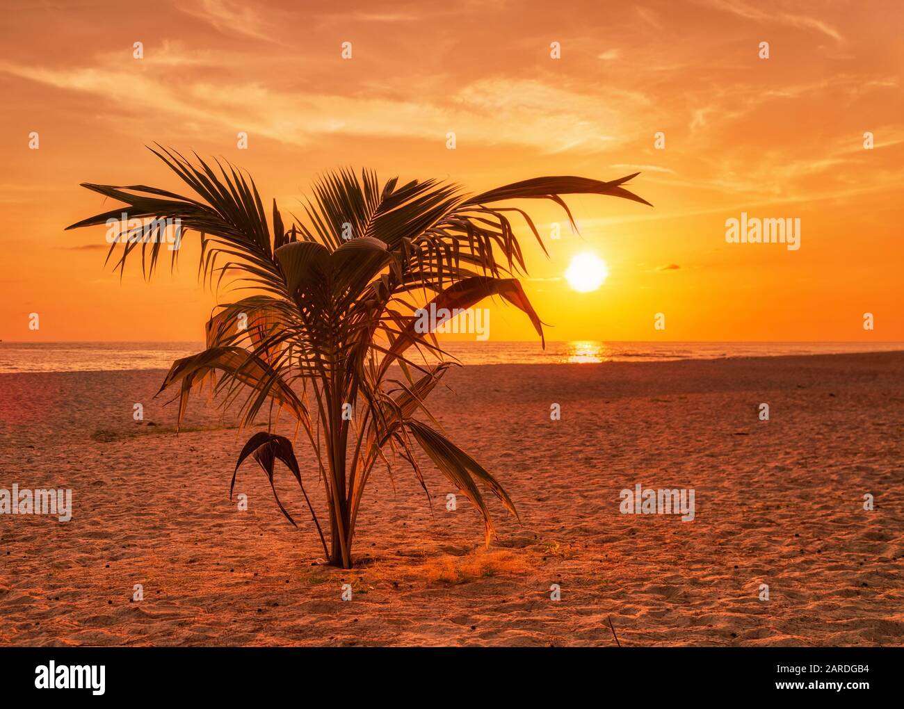 Palm at beach on sunset background. Thailand Stock Photo - Alamy