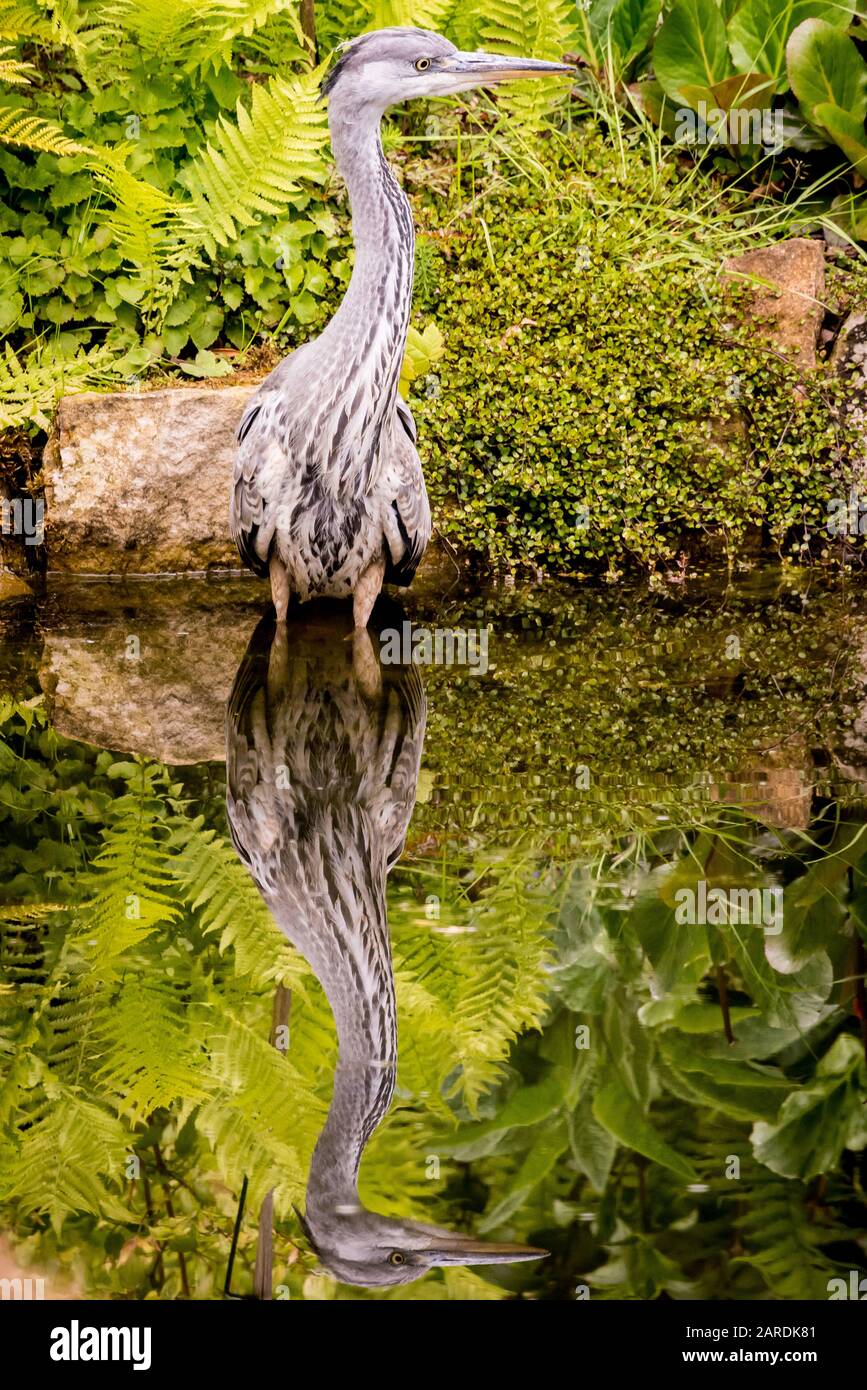 Grey Heron (Ardea Cinerea) hunting in a pond Stock Photo