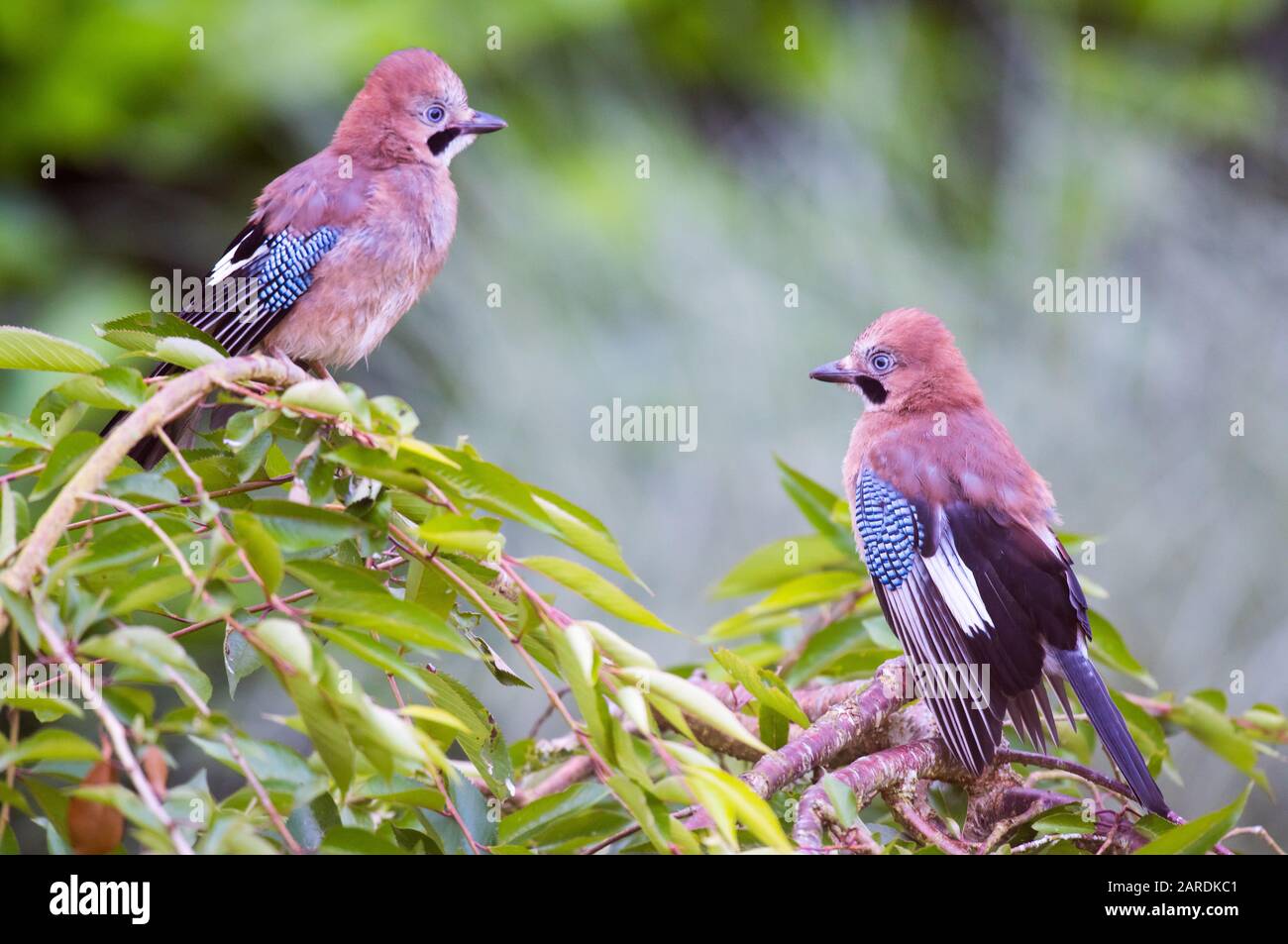 Jay, Garrulus glandarius. Two juvenile birds on the tree branch, their wings are black and white with a panel of distinctive electric-blue feathers Stock Photo