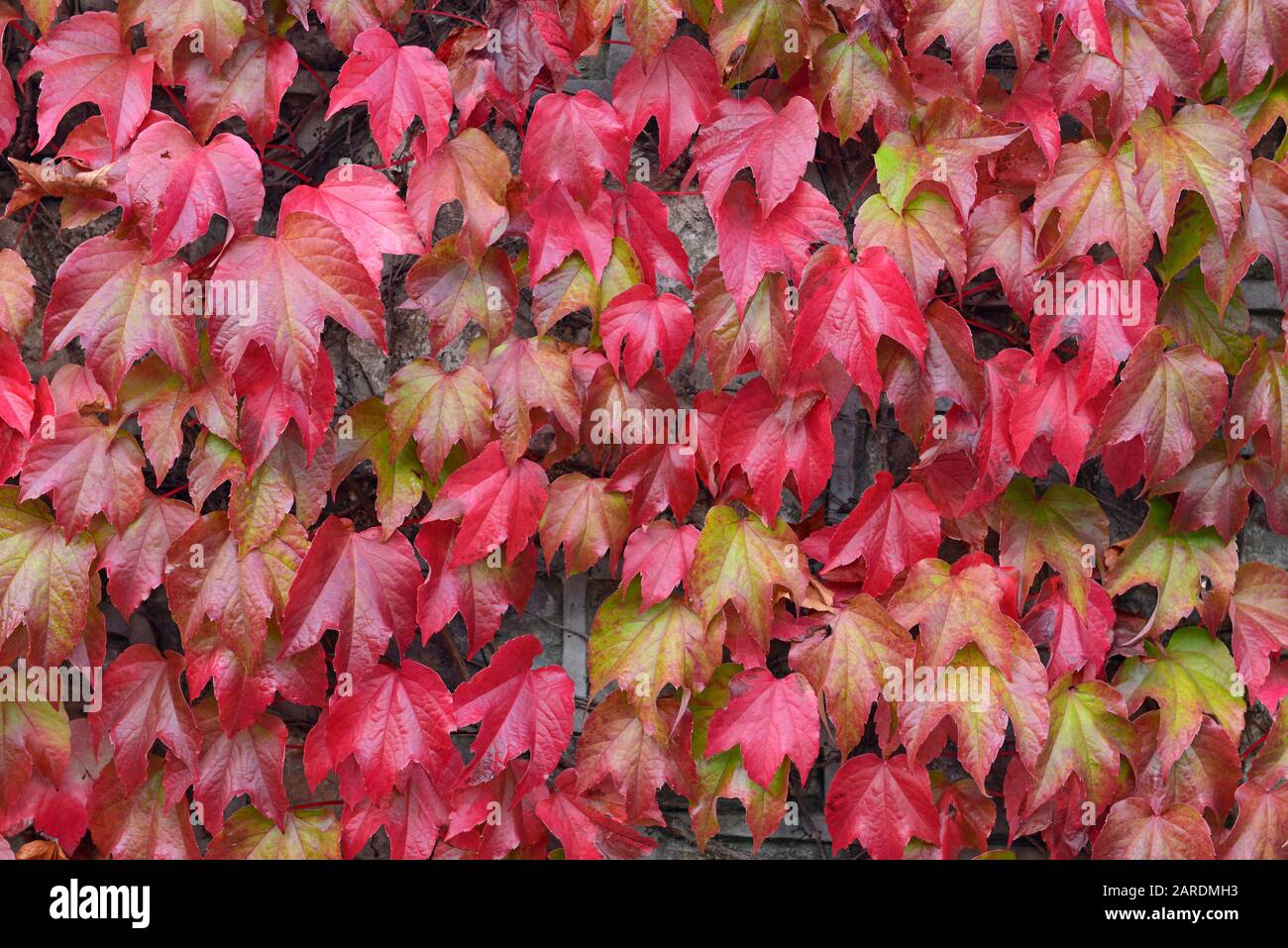 Leaves of a Virginia creeper (parthenocissus quinquefolia) climber turn red  at the beginning of autumn, in Chepstow, Wales, UK Stock Photo - Alamy