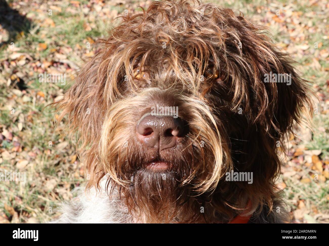 Portrait of an adult wire-haired pointing griffon or Korthals Stock Photo