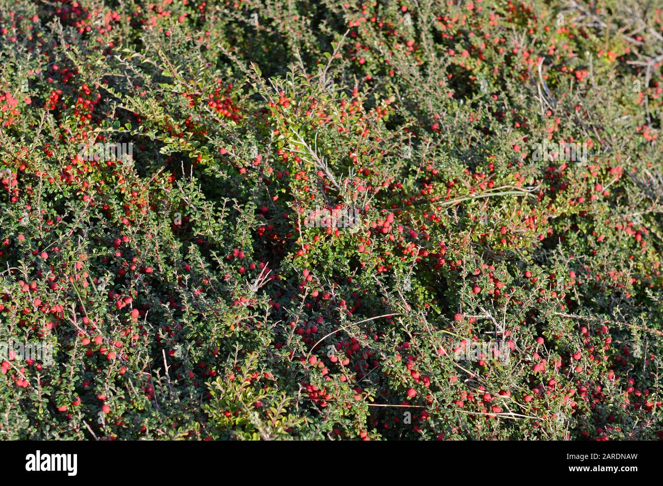 Cotoneaster shrub with many red berries in the vegetation above Langland bay on the Gower peninsula near Swansea in Wales, UK Stock Photo