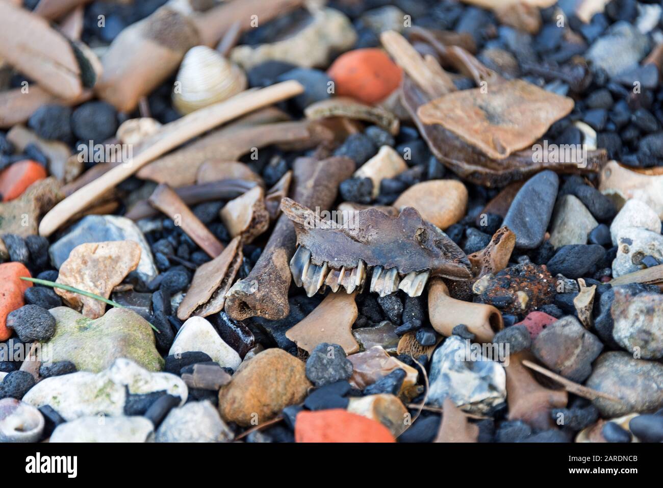 Part of an old jawbone, probably goat or sheep, washed up with bits of coal, brick, and other animal bones on the Thames foreshore. Stock Photo