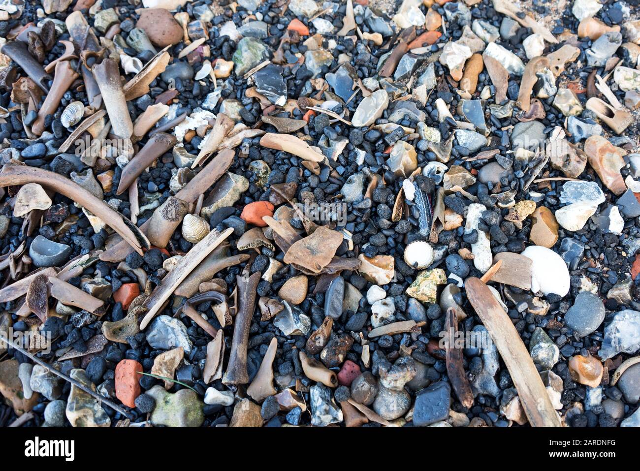 Animal bones and coal washed up on the Thames foreshore, London. Stock Photo