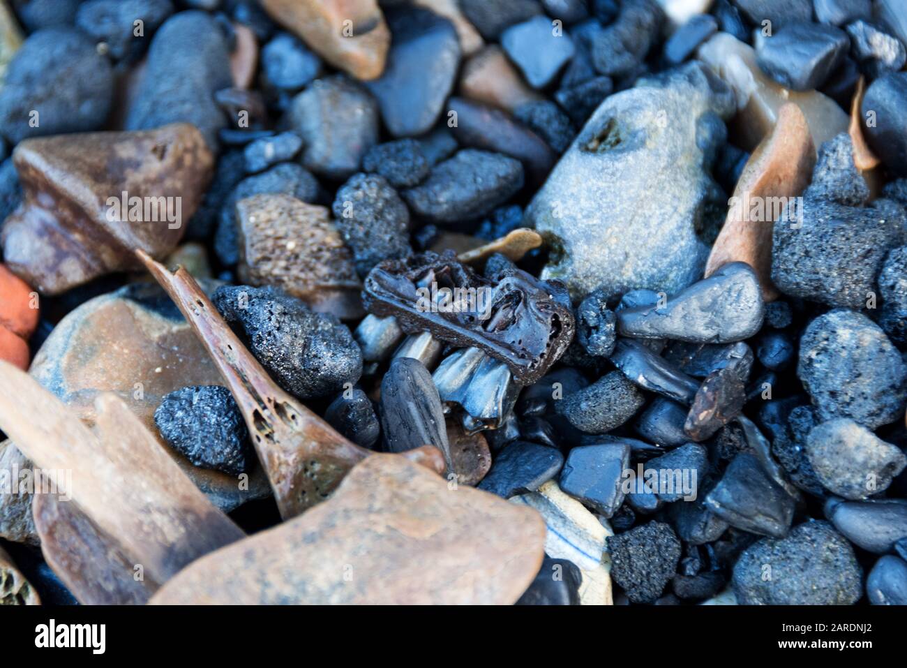 Fragment of animal jawbone with teeth among coal lumps, old animal bones, and black pebbles on the Thames foreshore, Greenwich, London. Stock Photo