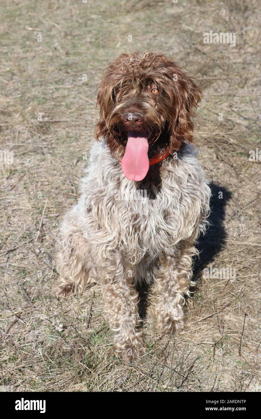 Griffon Dog Stock Photos Griffon Dog Stock Images Page 3 Alamy