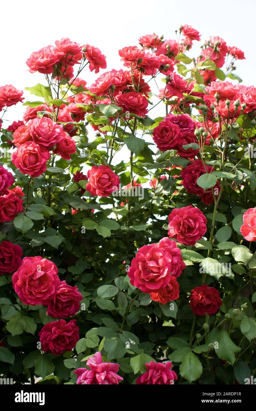 Beautiful variety rose grown hi-res stock photography and images - Alamy