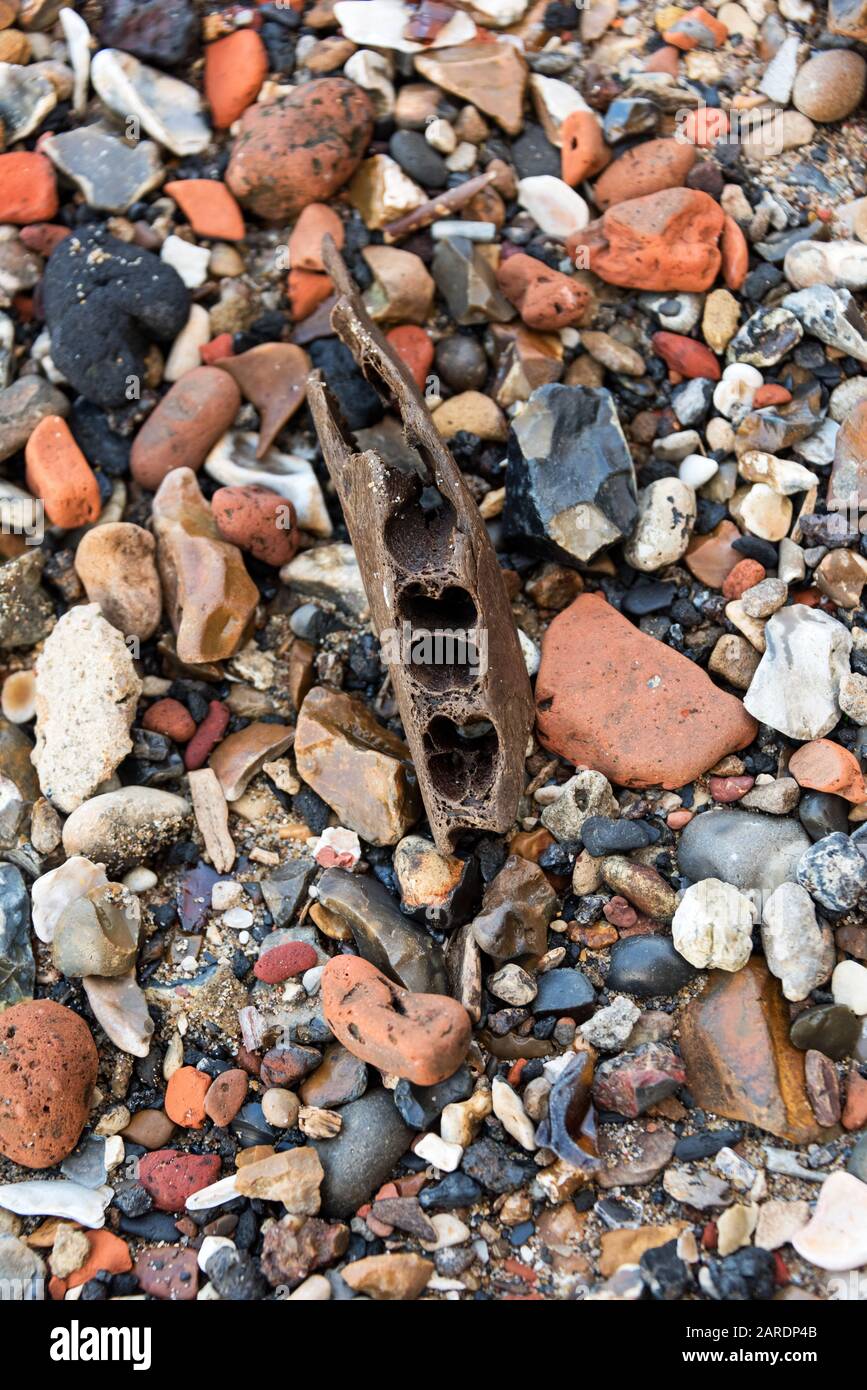 Fragment of herbivore jawbone on the bank of the Thames, London, UK Stock Photo
