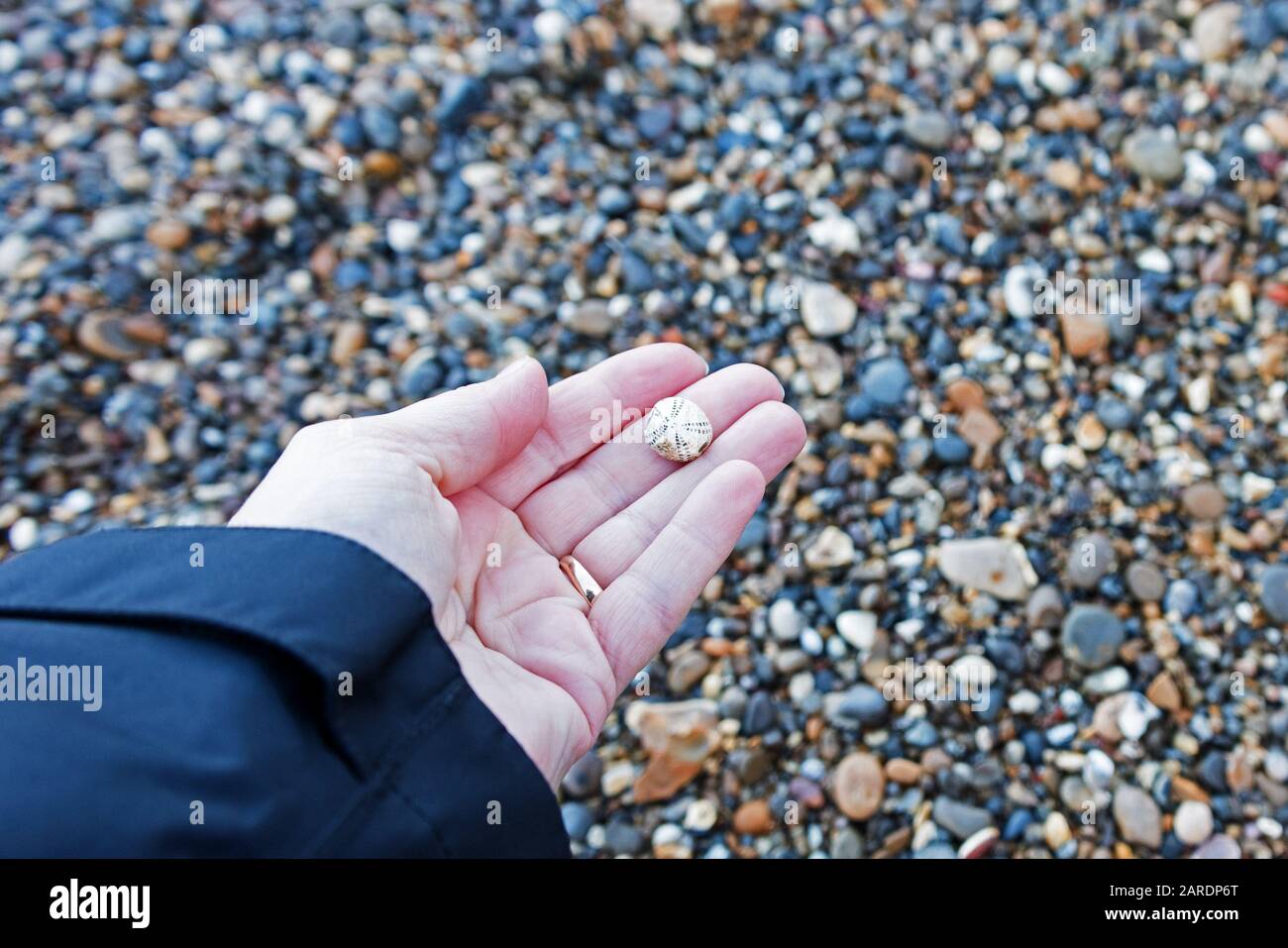 Fossilized sea urchin, Thames River foreshore, London, UK Stock Photo