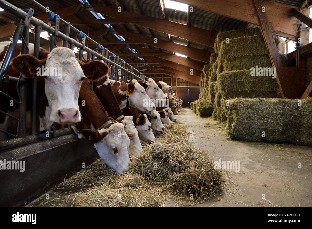 Dairy cows in stables, who eat hay. For the production of dairy