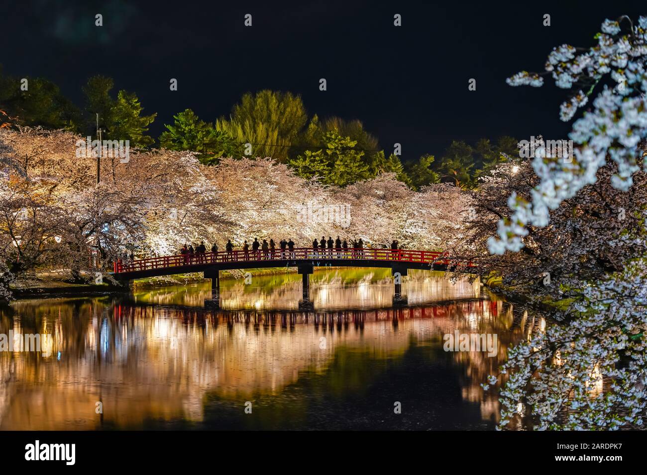 Hirosaki park cherry blossom matsuri festival light up at night. Beauty full bloom pink flowers in west moat Shunyo-bashi Bridge and lights illuminate Stock Photo