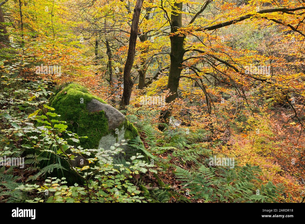 Autumn trees and foliage in deciduous woodland at Padley Gorge, Peak District, Derbyshire, England, UK Stock Photo
