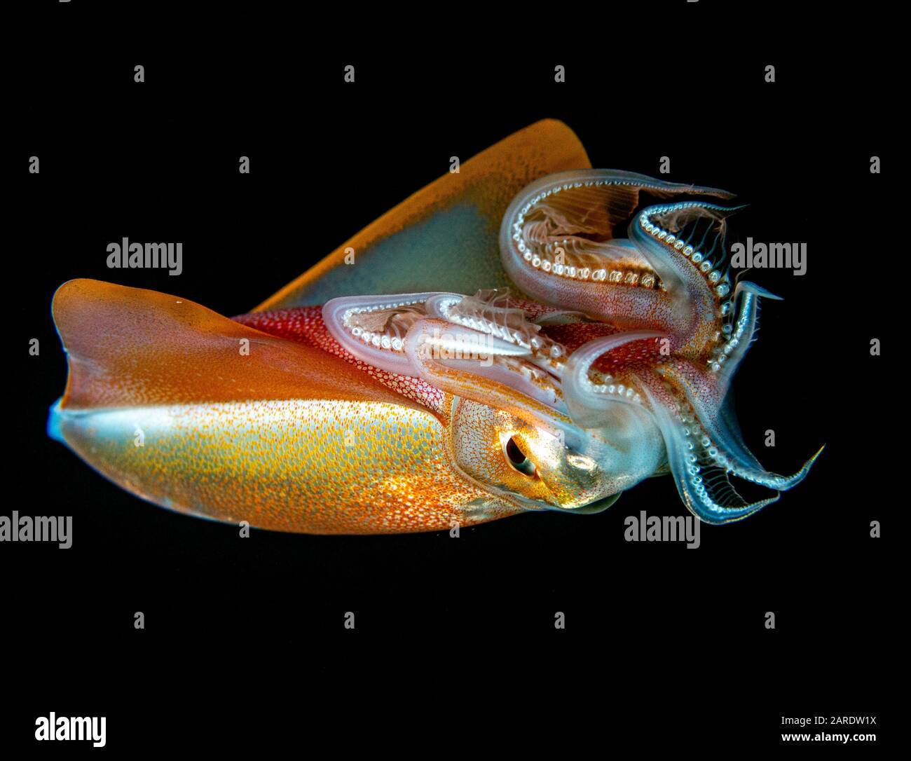 A sub adult diamond squid (Thysanoteuthis rhombus) photographed on a blackwater dive in the Pacific Ocean off the coast of Kona, Hawaii, USA. Stock Photo