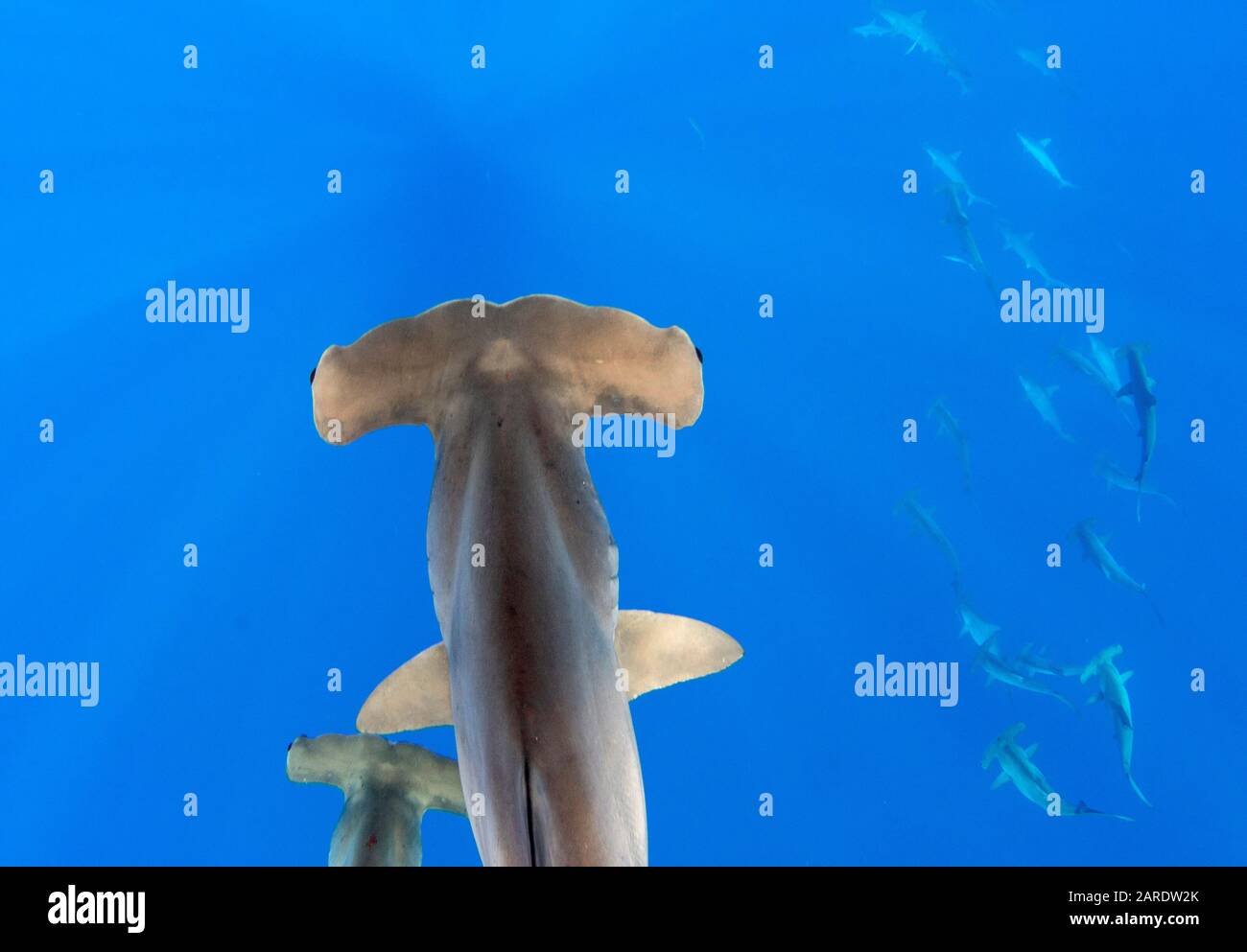 A school of scalloped hammerhead sharks (Sphyrna lewini) Kona, Hawaii