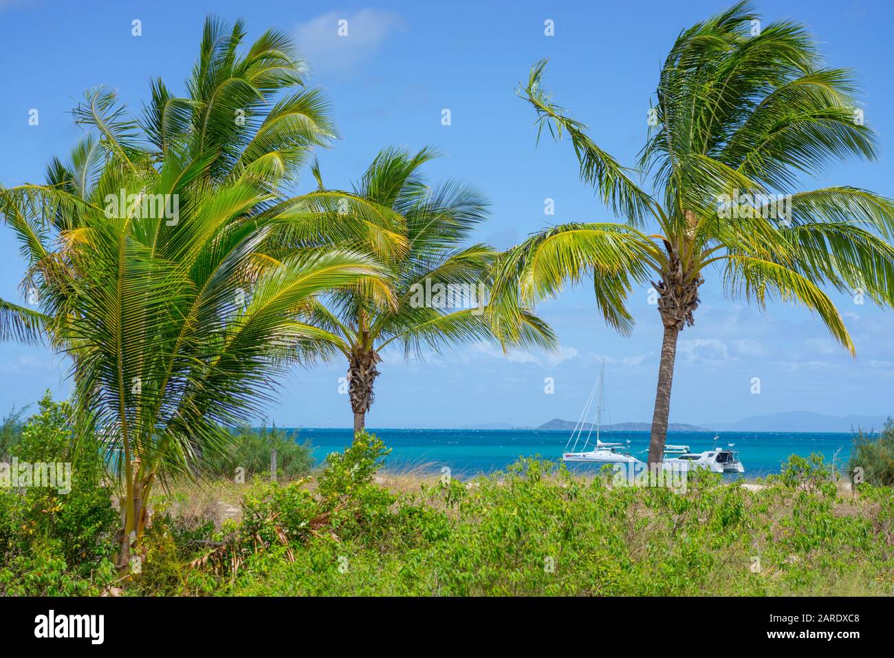 Palm trees on beach at Great Keppel Island Queensland Stock Photo