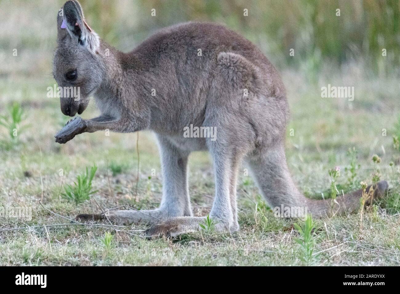 Film Look Photo of Kangaroo. Film grain Look Stock Photo