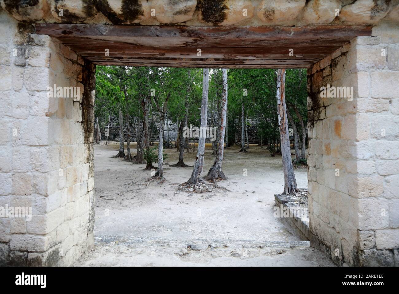 Peering though the stone-framed entrance to the ancient Mayan city of Balamku, Mexico, the pah to its main temple overgrown with young sapplings. Stock Photo