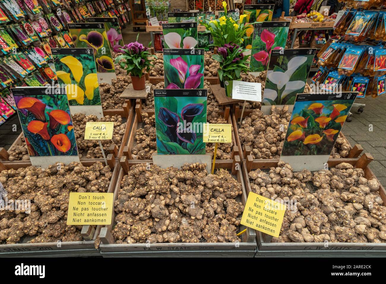 Amsterdam, Netherlands - April 13, 2018: Tulip bulbs sold at Bloemen Market (Bloemenmarkt) Amsterdam Netherlands Stock Photo